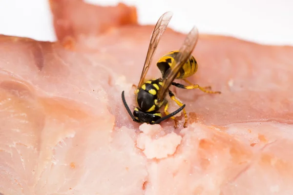 Close up of wasp hornet eating meat — Stock Photo, Image