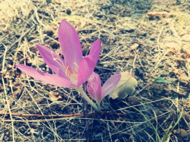 Çiğdem yakın çekim