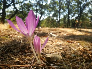 Çiğdem yakın çekim