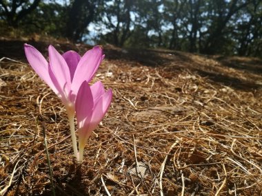 Çiğdem yakın çekim