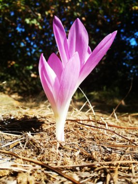 Çiğdem yakın çekim