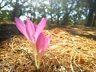 Çiğdem yakın çekim