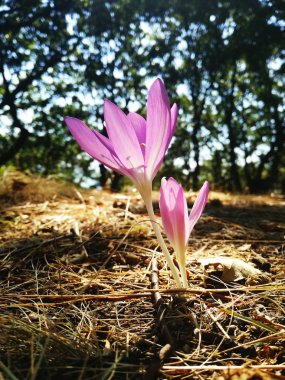 Çiğdem yakın çekim