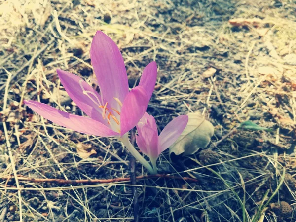 Çiğdem yakın çekim