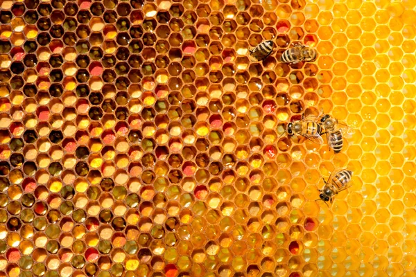 Primer plano de las abejas en panal en colmenar —  Fotos de Stock