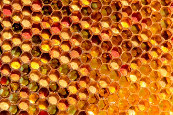 Primo piano di api su favo d'ape in apiario Immagine Stock