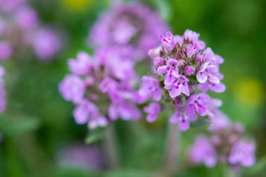 Kekik - seçici odak, kopya alanı