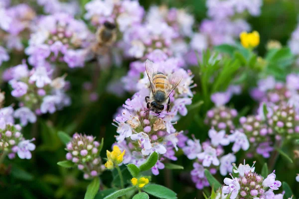 Primer plano del tomillo silvestre con una abeja - enfoque selectivo, espacio de copia —  Fotos de Stock