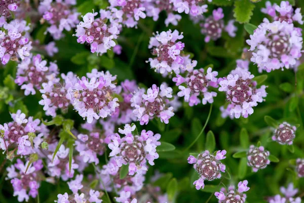 Closeup of wild thyme - selective focus, copy space — Stock Photo, Image
