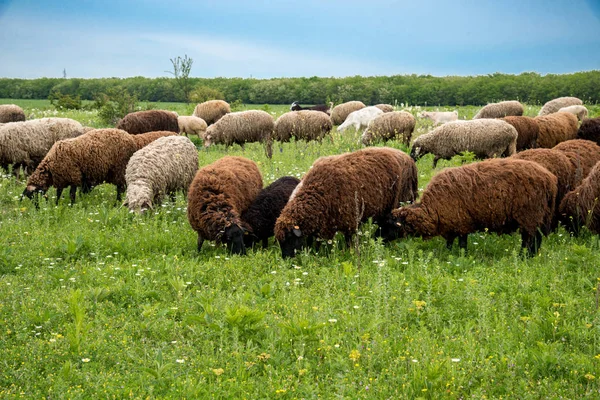 Pâturage des moutons et des agneaux sur le champ printanier - orientation sélective — Photo