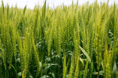 Mısır gevreği bitkiler, farklı odak ile yeşil arpa