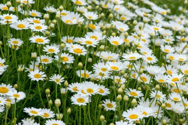 yabani papatya alanında - seçici odak, kopya alanı