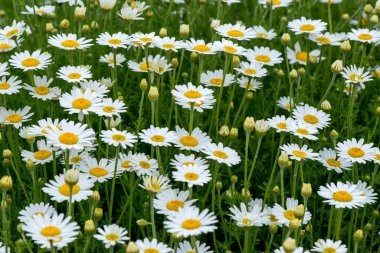 yabani papatya alanında - seçici odak, kopya alanı