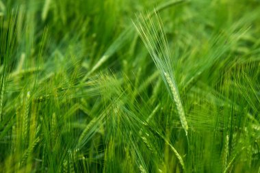 Mısır gevreği bitkiler, farklı odak ile yeşil arpa