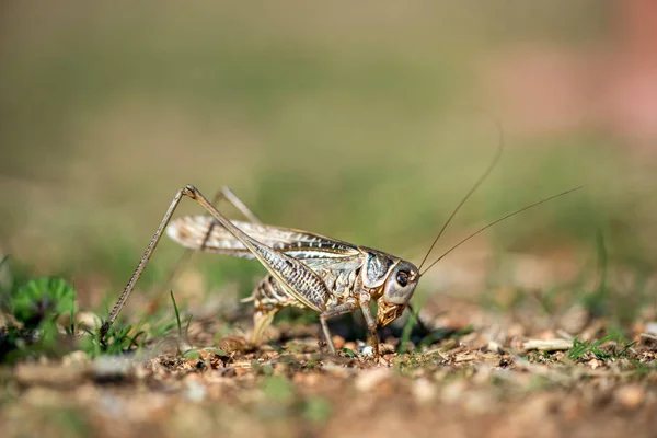 Gray sprinkhaan macro - selectieve focus, kopieer ruimte — Stockfoto