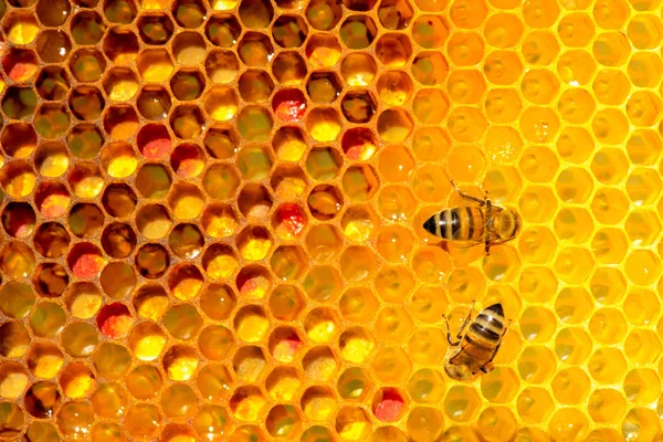 Closeup of bees on honeycomb in apiary — Stock Photo, Image