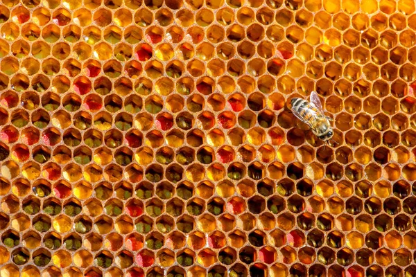 Closeup of bees on honeycomb in apiary — Stock Photo, Image