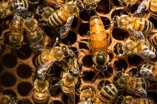 L'essaim reine des abeilles - mise au point sélective — Photo