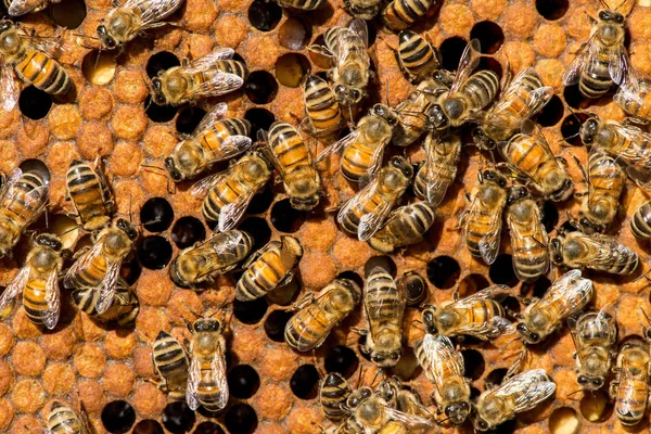 Bienenkönigin Schwarm - selektiver Fokus — Stockfoto