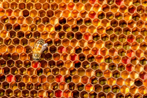 Primer plano de las abejas en panal en colmenar —  Fotos de Stock