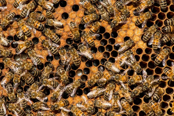 女王蜂蜂群的选择性焦点 — 图库照片