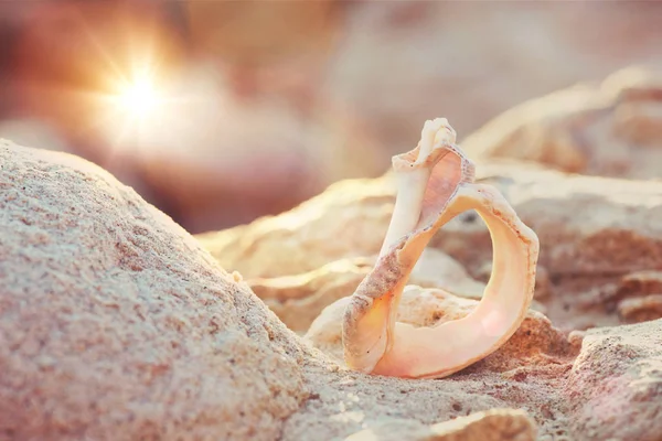 Shell on the beach -vintage filter — Stock Photo, Image