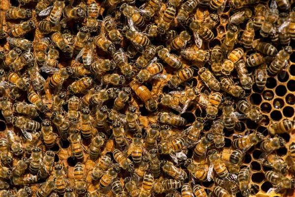 De queen bee zwerm - selectieve aandacht — Stockfoto