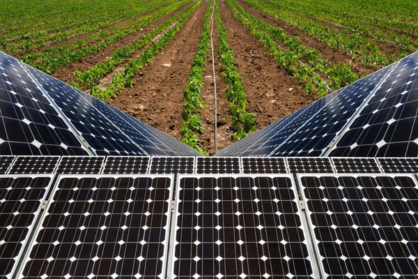 Photo collage of solar panels against the crops background -  concept of sustainable resources — Stock Photo, Image