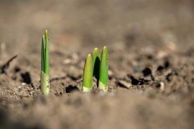 Filiz bahar çiçekleri nergis erken bahar bahçe