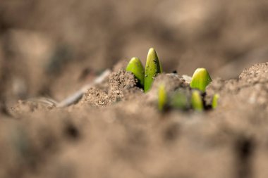 Filiz bahar çiçekleri nergis erken bahar bahçe