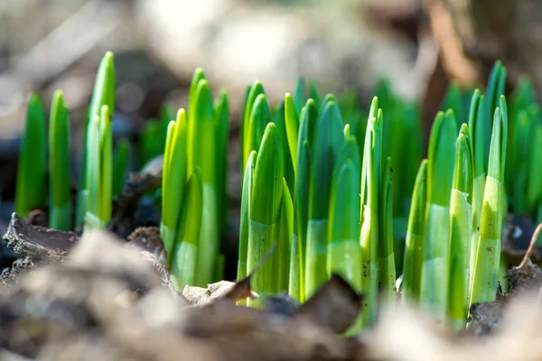 Gekeimte Frühlingsblumen Narzissen im Vorfrühlingsgarten — Stockfoto