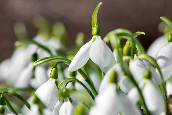 Frühling Schneeglöckchen Blumen blühen in sonnigen Tag — Stockfoto