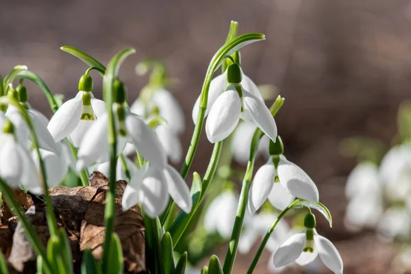 Frühling Schneeglöckchen Blumen blühen in sonnigen Tag — Stockfoto