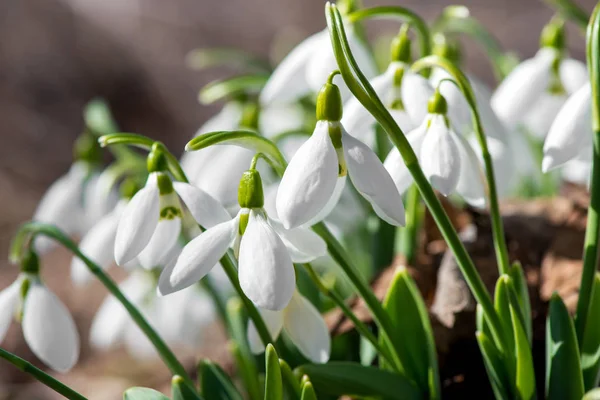 Frühling Schneeglöckchen Blumen blühen in sonnigen Tag — Stockfoto