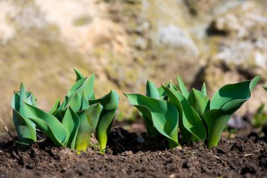 Filiz bahar çiçek tulipls erken bahar bahçe