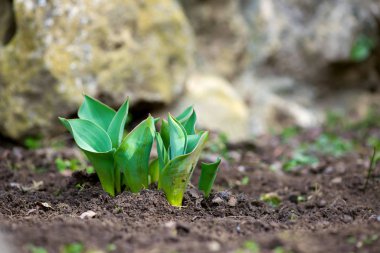 Filiz bahar çiçek tulipls erken bahar bahçe