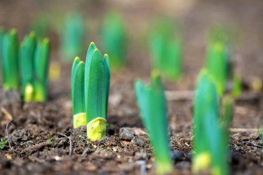 Filiz bahar çiçekleri nergis erken bahar bahçe
