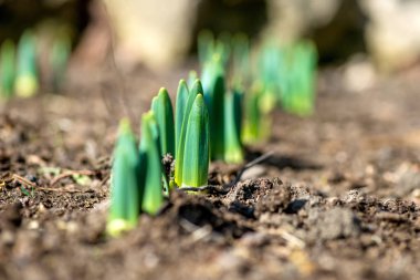 Filiz bahar çiçekleri nergis erken bahar bahçe