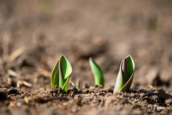 Tulipls de fleurs de printemps germées au début du jardin de printemps — Photo