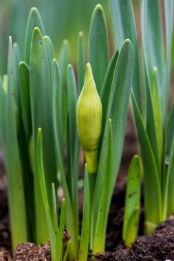 Filiz bahar çiçekleri nergis erken bahar bahçe