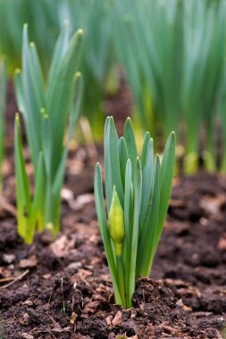 Filiz bahar çiçekleri nergis erken bahar bahçe