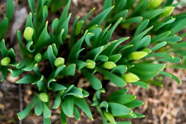 Filiz bahar çiçekleri nergis erken bahar bahçe