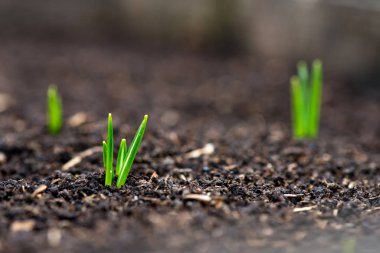 Bahar bahçe Iridaceae çimlenme