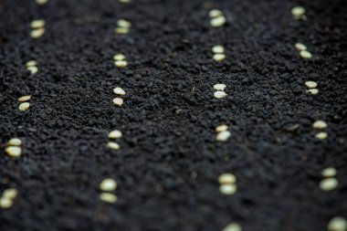 Biber fidesi için tohum Ekim hassas