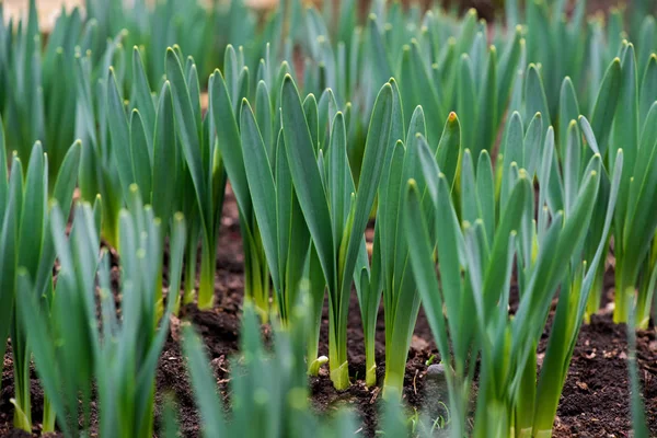 Gekeimte Frühlingsblumen Narzissen im Vorfrühlingsgarten — Stockfoto