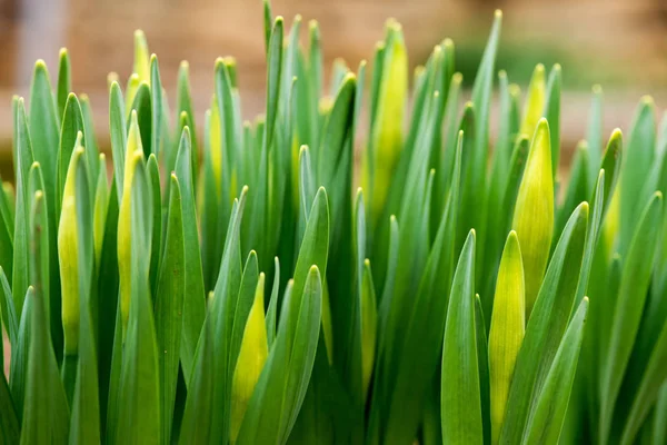 Gekeimte Frühlingsblumen Narzissen im Vorfrühlingsgarten — Stockfoto