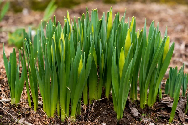 Gekeimte Frühlingsblumen Narzissen im Vorfrühlingsgarten — Stockfoto