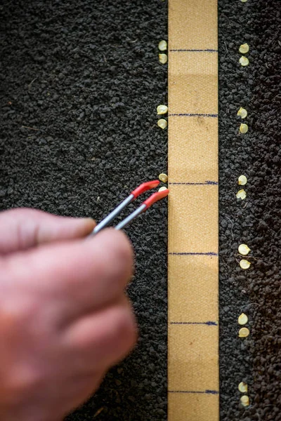 Pinzas de mano de agricultor que sostienen con precisión la plantación de semillas para plántulas de pimienta —  Fotos de Stock