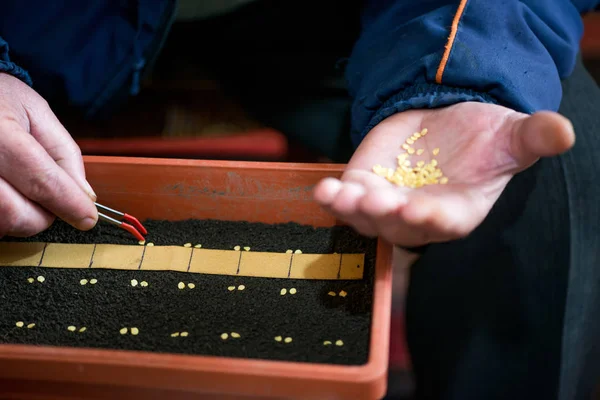 Χέρι του αγρότη που κρατά τσιμπιδάκια ακριβώς φύτευση σπόρων για σπορόφυτα πιπεριά — Φωτογραφία Αρχείου