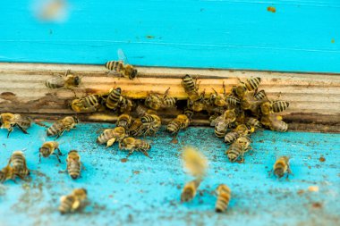 kovan arı kovanı içinde